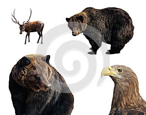 Set of wild animals isolated on white background. Large brown bear, male red deer (stag or hart), white-tailed eagle in