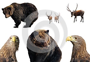 Set of wild animals isolated on white background. Large brown bear, male red deer (stag or hart), white-tailed eagle in