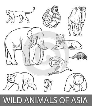 Set of wild asian animals outline illustration. Educational zoology poster, coloring book picture