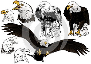 Set of Wild Bald Eagle