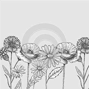 Set of wild, black and white field flowers - poppy, chamomile, cornflower, daisy, sketch vector illustration