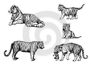 Set wild cats illustration, tiger, kitten tiger cub