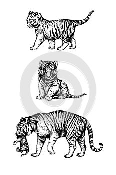 Set wild cats illustration, tigress, kitten tiger cub