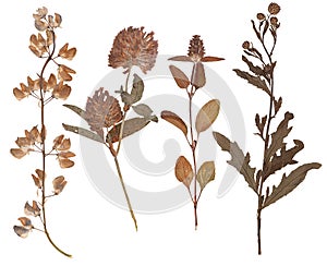 Set of wild dry pressed flowers and leaves