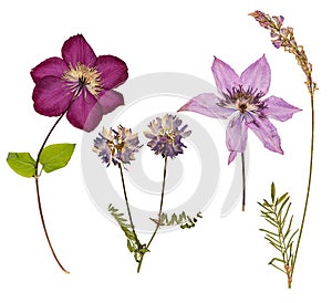 Set of wild dry pressed flowers and leaves