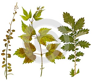 Set of wild dry pressed flowers and leaves