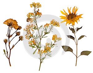 Set of wild dry pressed flowers and leaves