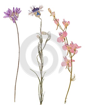 Set of wild dry pressed flowers and leaves