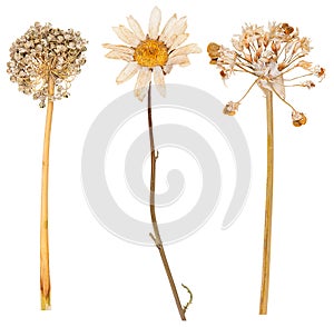 Set of wild dry pressed flowers and leaves