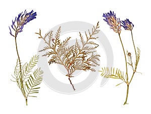 Set of wild dry pressed flowers and leaves