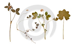 Set of wild dry pressed flowers and leaves