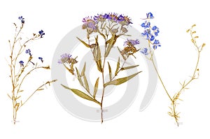 Set of wild dry pressed flowers and leaves