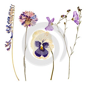 Set of wild dry pressed flowers and leaves photo