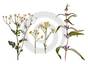 Set of wild dry pressed flowers and leaves photo