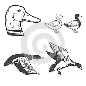 Set of wild ducks icons isolated on white background. Duck hunting. Design elements for logo, label, badge, sign. Vector