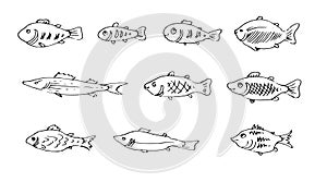 Set of Wild fish. Aquatic animal character. Underwater world. Outline sketch. Hand drawing is isolated on a white photo