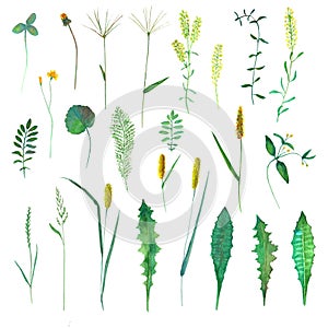 Set with wild flowers, herbs, grasses. Watercolor hand drawn botanical illustration