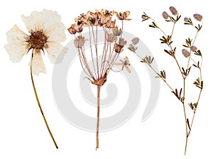 Set of wild flowers pressed