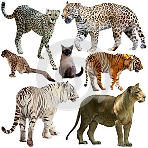 Set of wild mammals animals from cat family isolated