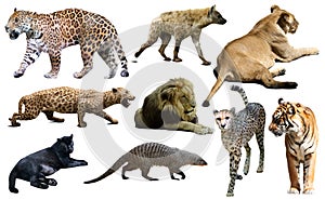 Set of wild mammals isolated over white