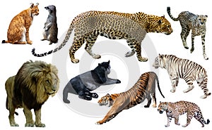 Set of wild mammals isolated over white