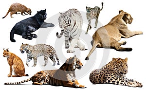 Set of wild mammals isolated over white