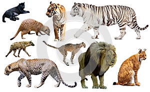 Set of wild mammals isolated over white