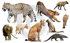 Set of wild mammals isolated over white