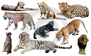 Set of wild mammals isolated over white