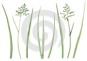 Set of wild meadow herbs and leaves. Watercolor hand drawn illustration with green grass silhouette