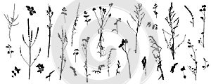 Set of wild plants weeds, silhouette of bare stems of plants. Vector illustration