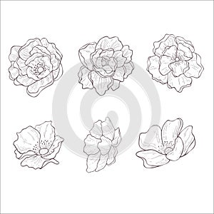 Set of Wild Rose Flowers. Line Art