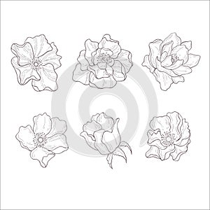 Set of Wild Rose Flowers. Line Art