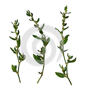 Set of wild twigs with green leaves and small white flowers