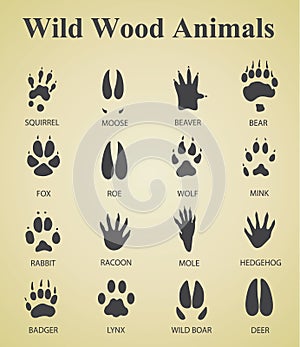 Set of wild wood animal tracks