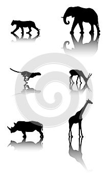 Set of wildlife animals