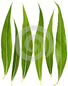 Set of willow leaves