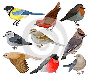 Set of winter birds. Wildlife and fauna theme. Wild feathered animal. Flat vector elements for ornithology book