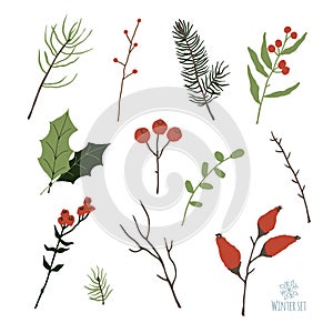 Set of winter floral decoration element with pine, leaves, berries and spruce. Hand drawn style.