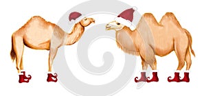 Set of winter happy camel in Santa hat and shoes. Christmas design for cards, backgrounds, fabric, wrapping paper. Merry Christmas