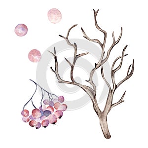 Set of winter tree and berries watercolor illustration isolated on white background.