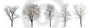 Set of winter trees without leaves isolated on white