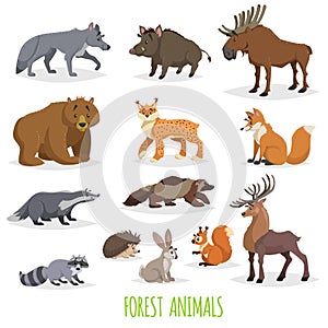 Set of woodland and forest animals. Europe and North America fauna collection.