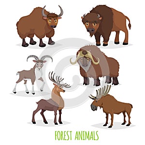 Set of woodland and forest hoofed and horned animals. Europe and North America fauna collection. Yak, bison, urial mountain male