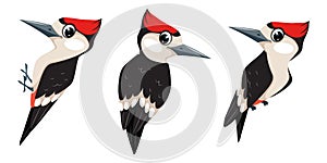 Set of Woodpeckers birds cartoon illustration in flat style photo