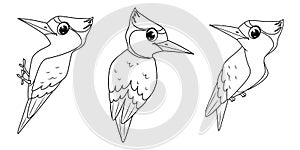 Set of Woodpeckers birds, outline vector cartoon illustration photo