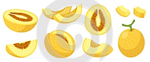 Set of yellow cantaloupe, honeydew or mango melons. Vector illustration of whole melon and melons cut into pieces and