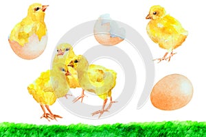 Set of yellow chicken, egg, chicken in egg shell