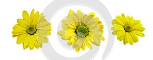 Set of yellow chrysanthemum flowers isolated