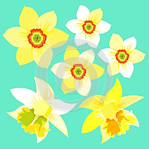 Set of yellow daffodil flower. vector illustration